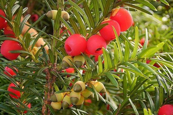 紅豆杉葉子發(fā)黃怎么辦，分析原因做出處理