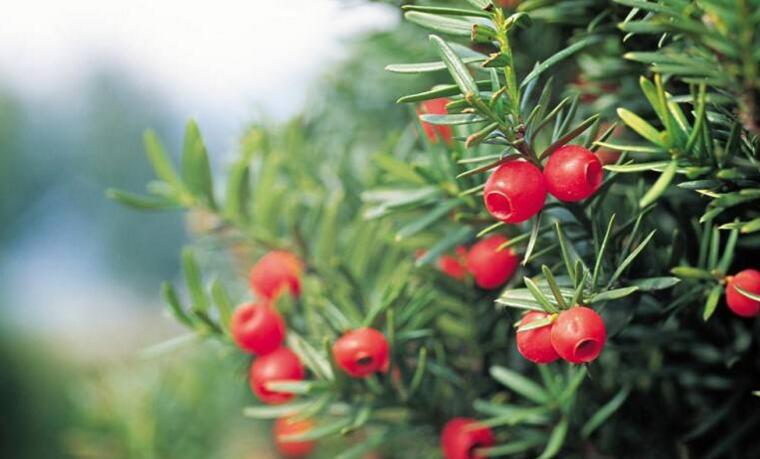 家里紅豆杉的風水禁忌，五行多木的人不適合養(yǎng)殖