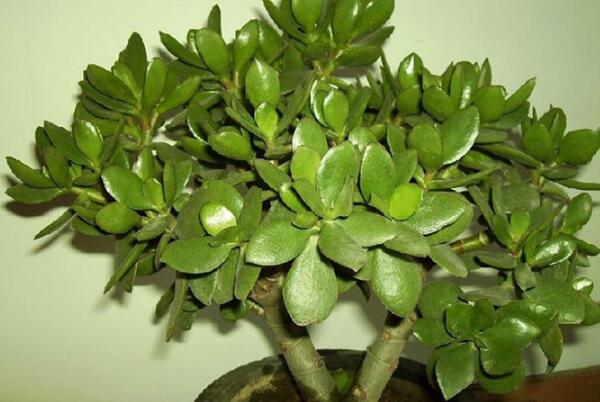 玉樹(shù)插枝時(shí)要不要澆水，采取濕土桿插