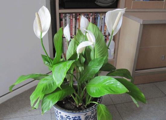 一帆風(fēng)順怎么澆水，一帆風(fēng)順可以澆啤酒嗎