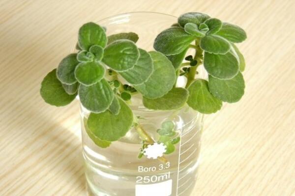 碰碰香爛根怎么辦，剪除爛根重新栽種