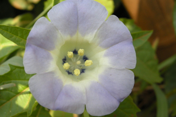 牽?；ǚN子是直接種嗎