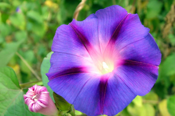 牽?；ê谏N子有毒嗎