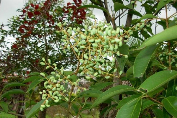 女貞子樹(shù)長(zhǎng)什么樣