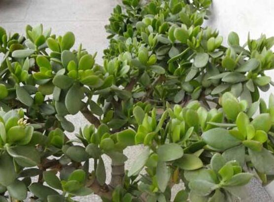 燕子掌的修剪方法，保留主枝反復摘心(春秋生長期)