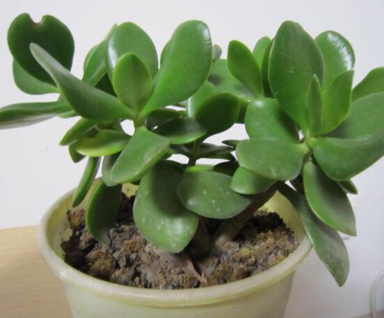 燕子掌換土后要澆水嗎，可根據(jù)具體情況來具體對待