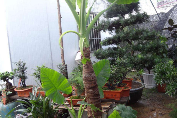 滴水觀音葉子越來(lái)越小