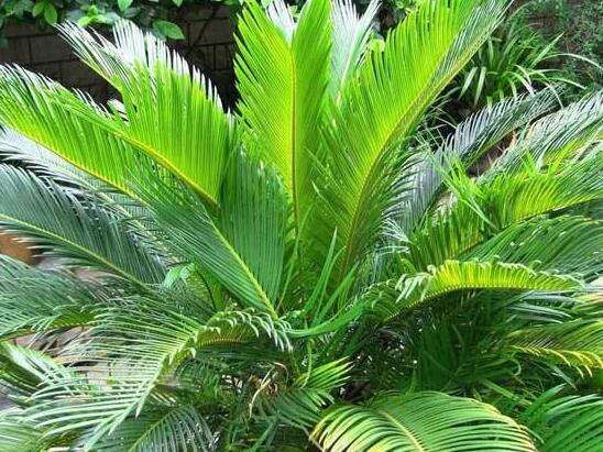 鐵樹葉子發(fā)黃怎么辦，鐵樹葉子發(fā)黃解決辦法