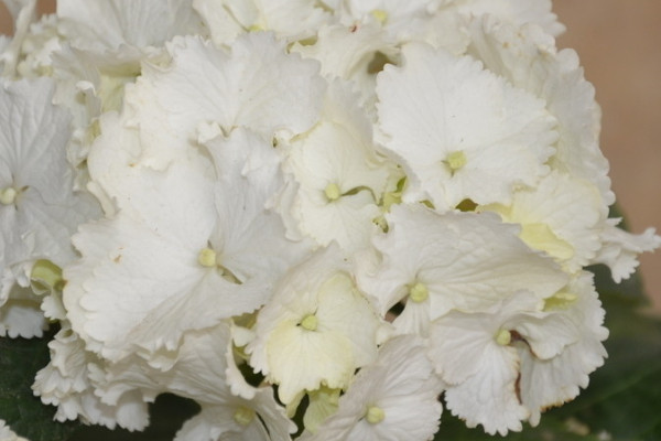 天竺葵怎么養(yǎng)爆盆