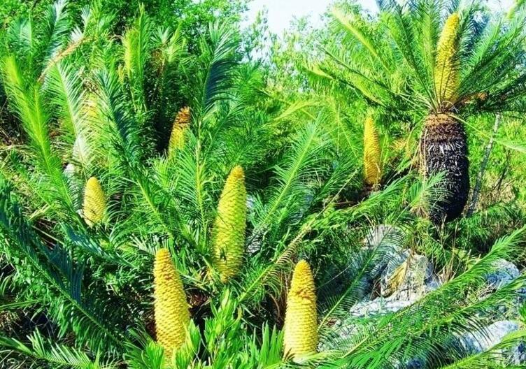 蘇鐵有哪些價(jià)值作用，極具觀賞價(jià)值和食用價(jià)值