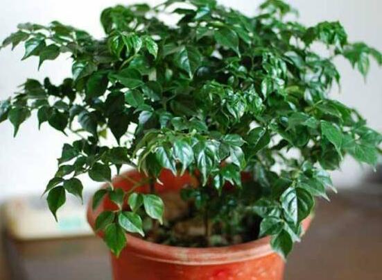 幸福樹怎么繁殖，教你三種繁殖方法(播種/壓條/扦插)