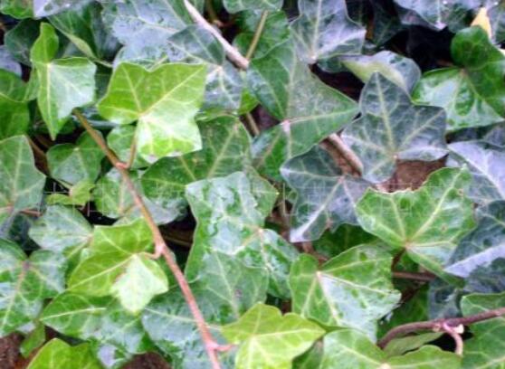 常春藤葉子干枯怎么辦，做好這五點(diǎn)即可恢復(fù)生機(jī)