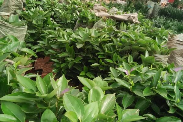 平安樹長(zhǎng)太高怎么辦，適當(dāng)?shù)男藜艏纯? src="/nongchan/d/file/20201223/x5aw2rpt2wc.jpg" / data-pHVB="RWhCma"></p>
<p data-DS8j="pRduGn">
	平安樹長(zhǎng)太高怎么辦，其實(shí)我們只需要對(duì)其進(jìn)行一個(gè)修剪就可以解決這個(gè)問(wèn)題，對(duì)于它的修剪而言，我們需要掌握好時(shí)間以及方法，下面就對(duì)平安樹的修剪做一個(gè)詳細(xì)的介紹。</p>
<p data-7Q1i="mvrlPJ">
	<strong data-Uliw="evJt6g">時(shí)間的選擇</strong></p>
<p data-8EvG="LRw13w">
	<img alt=