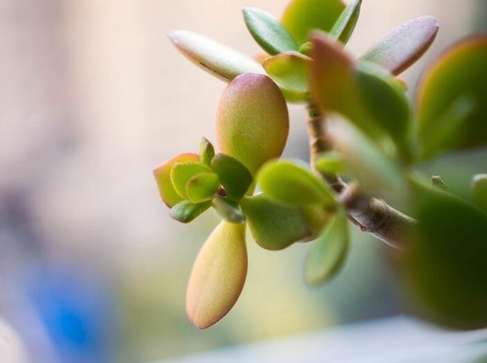 燕子掌生蟲了怎么辦，4種不同的病蟲害治療方法