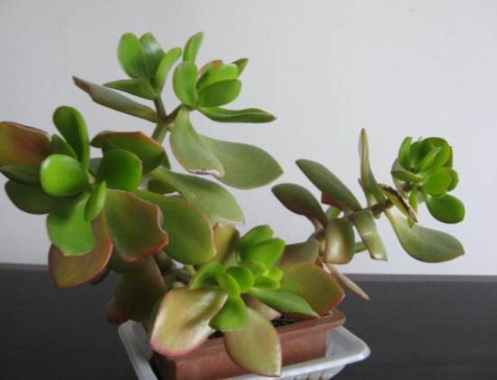 家里養(yǎng)玉樹有什么寓意，家庭和諧、事業(yè)順暢，學業(yè)有成