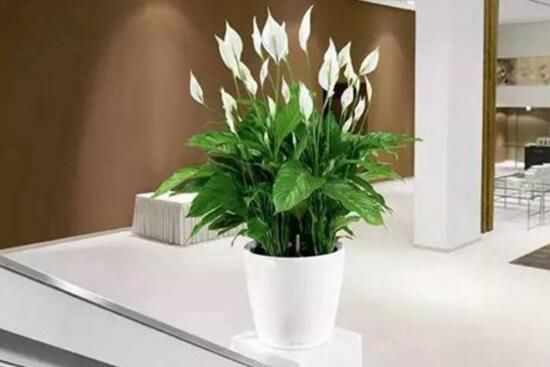 一帆風(fēng)順花的擺放禁忌，忌光線太強(qiáng)與溫度極低處