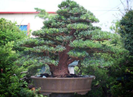 羅漢松種在什么位置好，盤點(diǎn)最佳三個(gè)方位(兩儀/三才/四象)