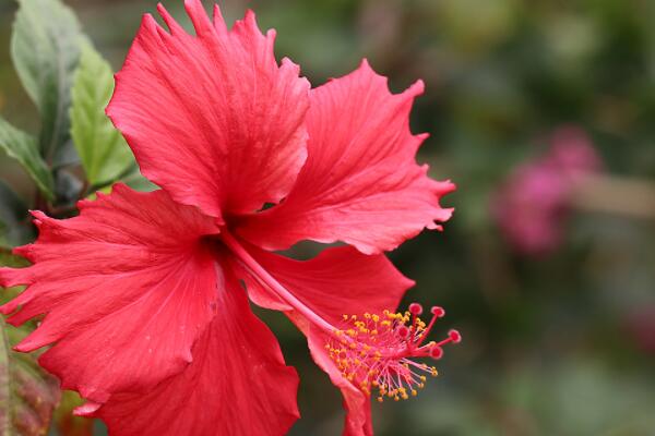 新買的扶?；ㄔ鯓泳徝? src="/nongchan/d/file/20201223/miaxer0hvki.jpg" / data-Ptgp="viJCYV"></p>
<p data-XZDk="wizmuy">
	新買的扶桑花緩苗期需要定期適量澆水，觀察一下盆土干濕情況，若是盆土比較干燥，則澆一次定根水。是盆土過于潮濕，則可以等1-2天再澆定根水。注意在陰雨天氣時候要避免淋雨現(xiàn)象發(fā)生。</p>
<p data-DM8z="p7iJ5V">
	<strong data-PbN9="zbHu89">二、施肥</strong></p>
<p data-XzJn="JZ5CHd">
	<img alt=