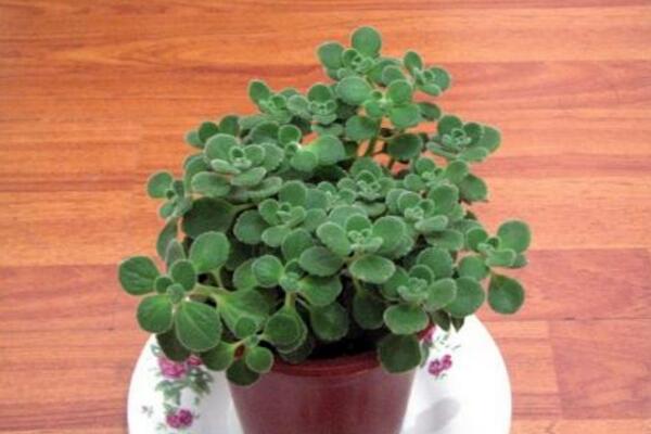 碰碰香的養(yǎng)殖方法和注意事項，必須要掌握的4大要點