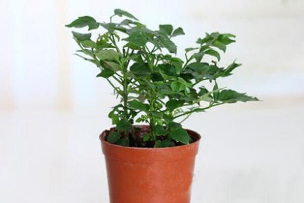 平安樹(shù)怎么扦插繁殖，五步教你簡(jiǎn)單學(xué)會(huì)