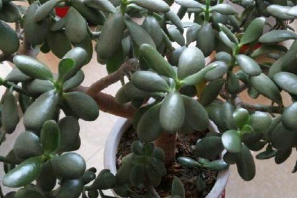 玉樹可以放在臥室里養(yǎng)嗎