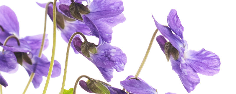 怎么讓紫羅蘭往上長(zhǎng)