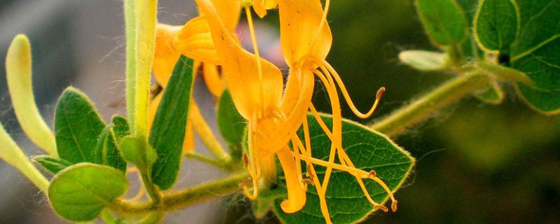 金銀花怎么才能開(kāi)花