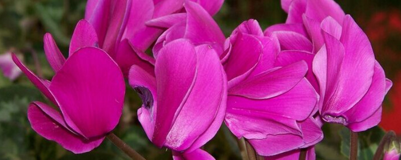 仙客來會結(jié)種子嗎