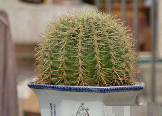 水培仙人球怎么養(yǎng)，教你六個最好步驟快速生根(7天)