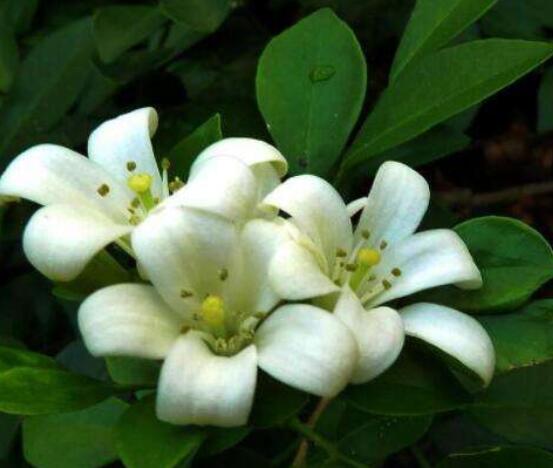 九里香盆栽的功效與作用，制作香精、活血化瘀