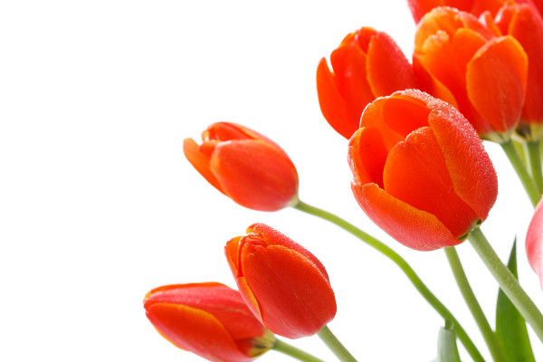 郁金香養(yǎng)在室內可以嗎