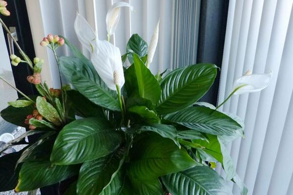 一帆風(fēng)順有什么好處，觀(guān)賞、凈化以及藥用價(jià)值