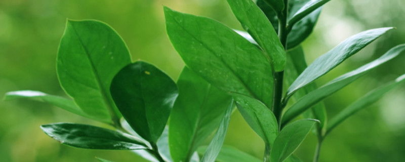 金錢(qián)樹(shù)秋季施什么肥