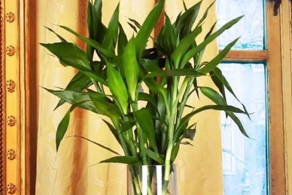 富貴竹斷了還能活嗎，精心養(yǎng)護有九成幾率存活