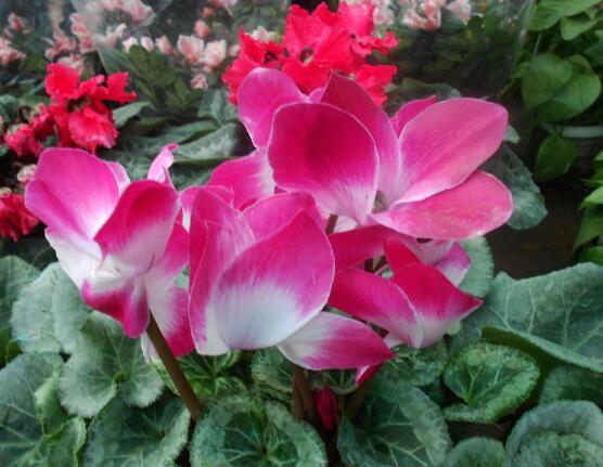 仙客來(lái)突然蔫了怎么辦，主要就是光照和澆水不當(dāng)導(dǎo)致