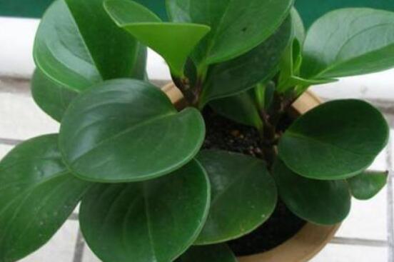碧玉花的扦插方法圖解，教你五個(gè)扦插便可爆盆好方法