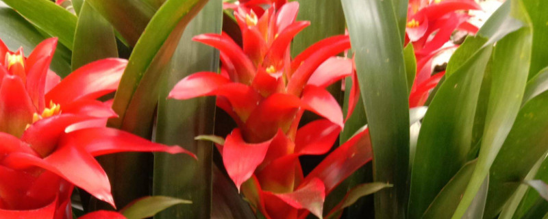 鴻運(yùn)當(dāng)頭冬季怎樣過冬