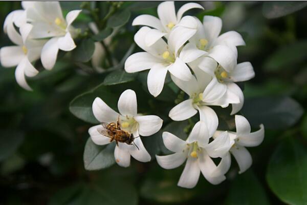 九里香可以放室內(nèi)嗎，不宜長時(shí)間擺放在室內(nèi)