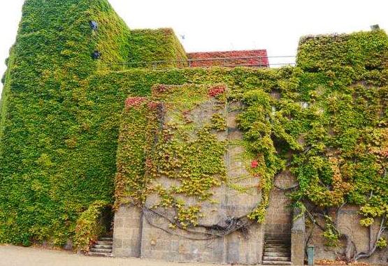 常春藤和爬山虎的區(qū)別，三個(gè)方法教你簡(jiǎn)單分辨