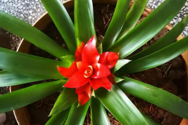 鴻運(yùn)當(dāng)頭小苗幾年開(kāi)花