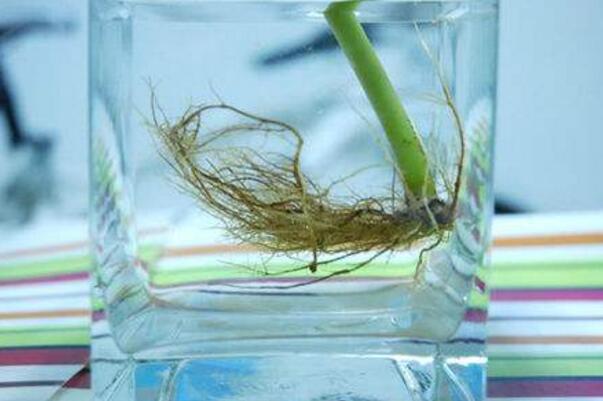 橡皮樹(shù)泡水生根的方法，3個(gè)步驟讓你橡皮樹(shù)深根固柢