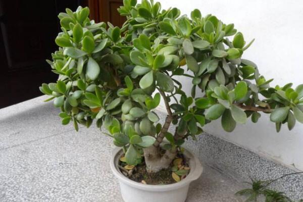 燕子掌會(huì)開花嗎，可以開花但是開花難度較高