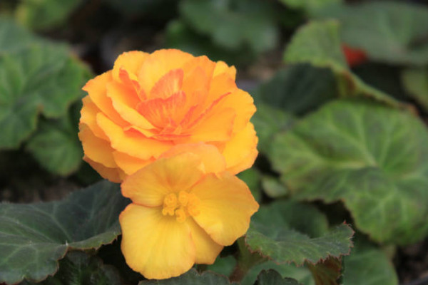 球根海棠出苗后咋養(yǎng)護