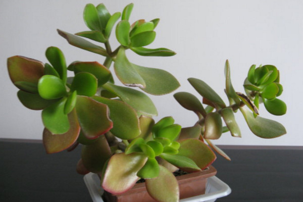 玉樹換盆注意事項(xiàng)，注意換盆時(shí)間以及根部的修剪