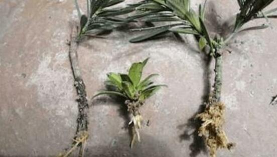 羅漢松的繁殖方法，羅漢松五大繁殖方法