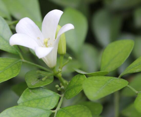 九里香葉子為什么發(fā)黃，九里香葉子發(fā)黃怎么辦