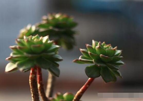 燕子掌不開(kāi)花怎么辦，做好以下五點(diǎn)花開(kāi)爆盆