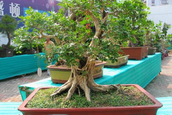 九里香開花嗎，以下技巧能讓九里香順利開花