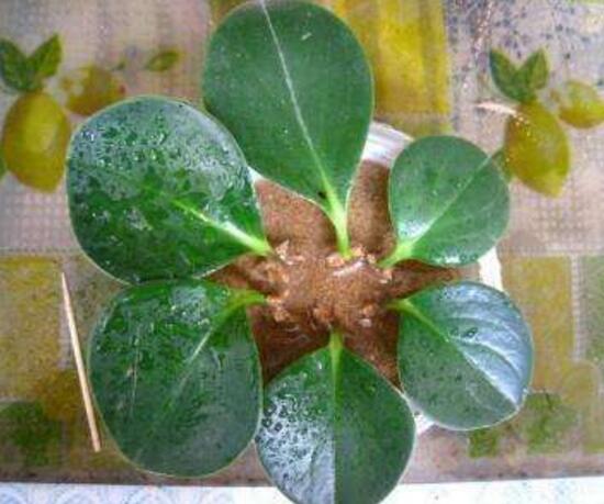 碧玉葉子發(fā)黃怎么辦，教你五步讓它重新恢復(fù)生機(jī)