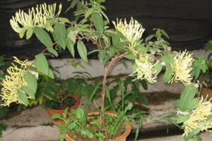 金銀花盆栽養(yǎng)殖方法和注意事項(xiàng)，澆水見干見濕需遮蔽強(qiáng)光